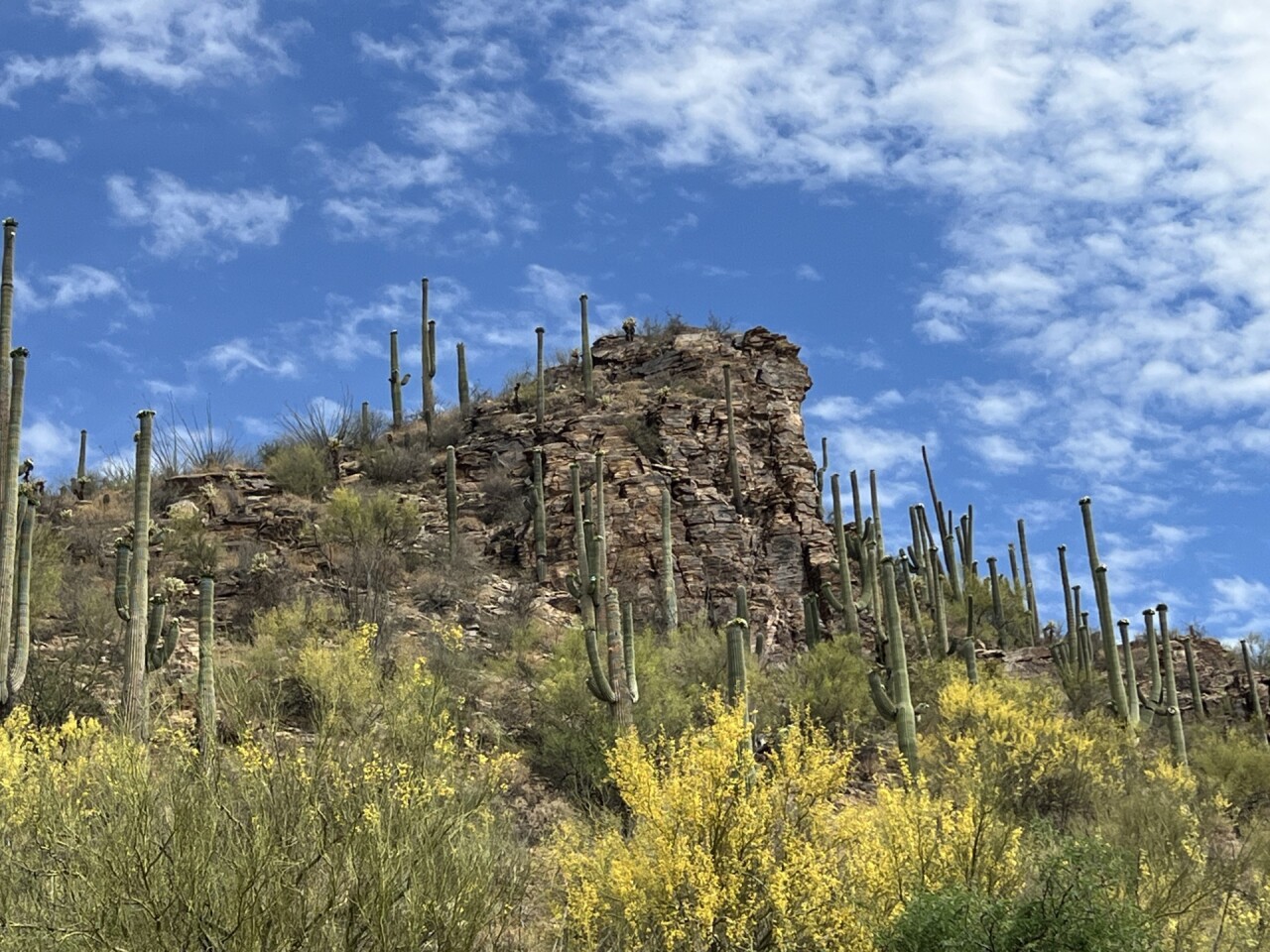 Sabino Canyon Saguaros