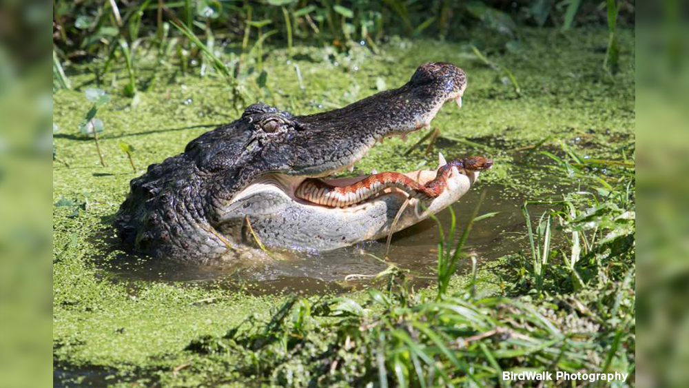 gator-circle-b-birdwalk-photography.png