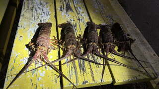 Lobster1.jpg