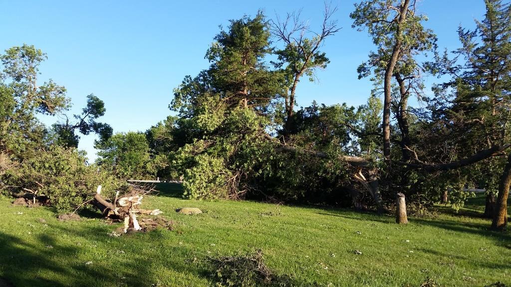 Significant tree damage near Beatrice