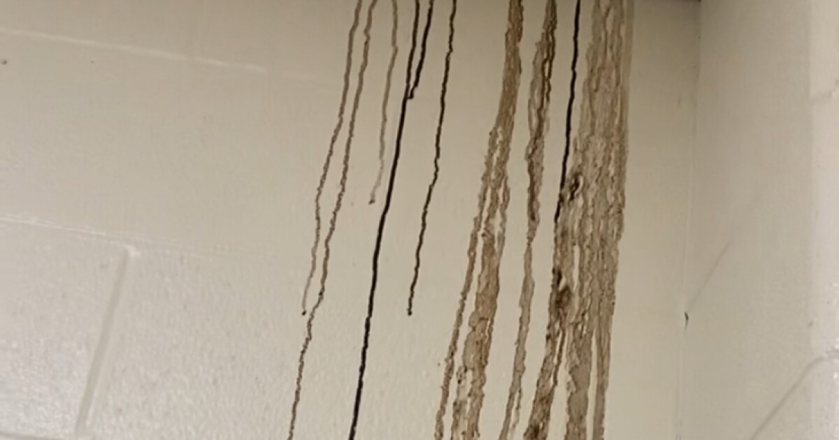 Parents in disbelief after video surfaces of black sludge in school kitchen Parents in disbelief after video surfaces of black sludge in school kitchen