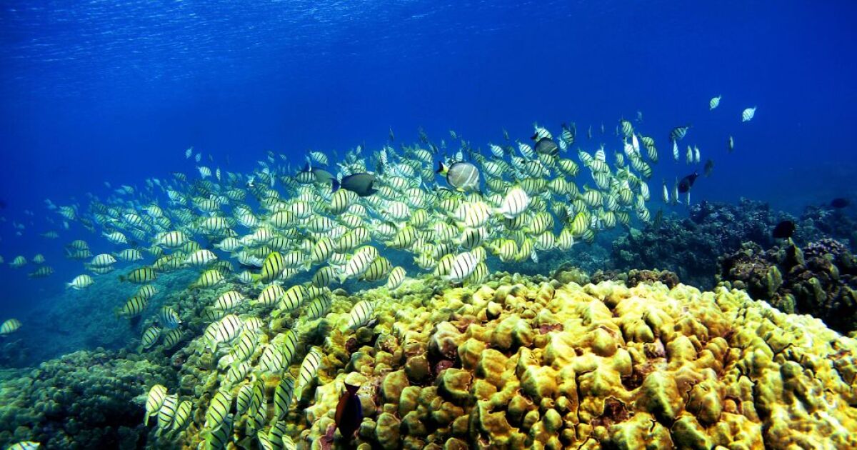 Protecting Paradise $15.5M to 4 groups for Gulf of Mexico research WFTX Digital Team 2 - Fox 4