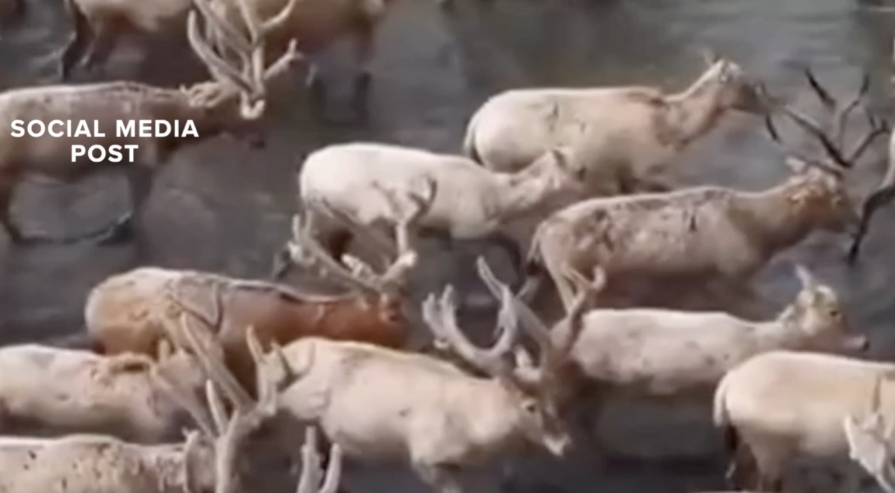 YNP HOAX CARIBOU.png