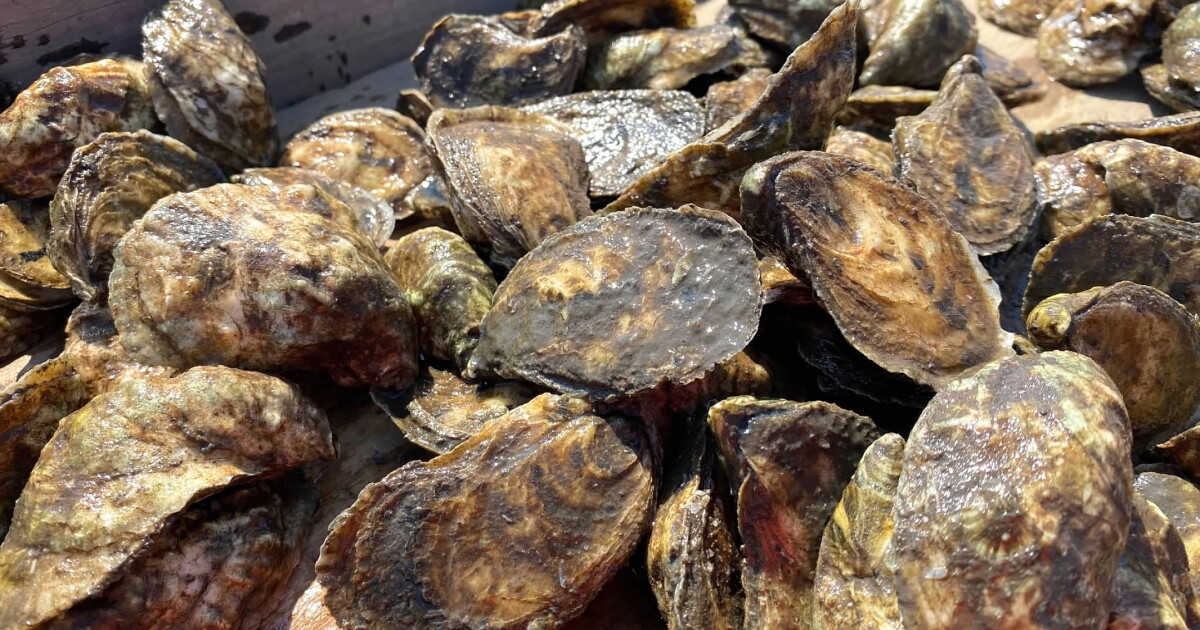 State of our Seas: Oysters - Vimarsana News