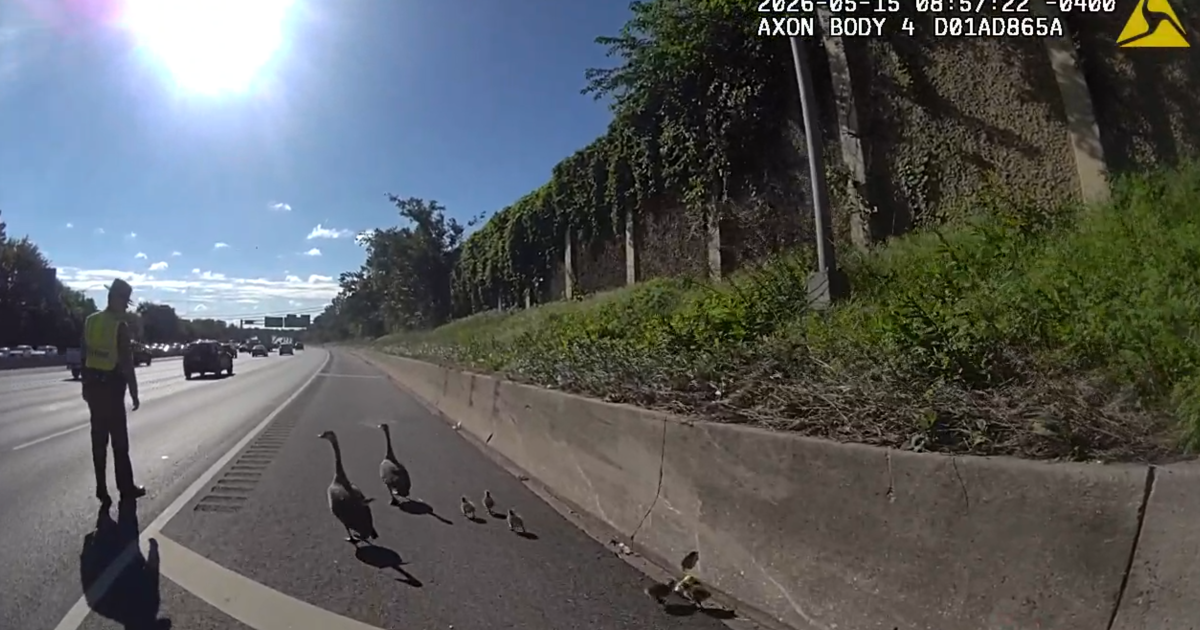 Maryland State Trooper helps family of geese across I-695
