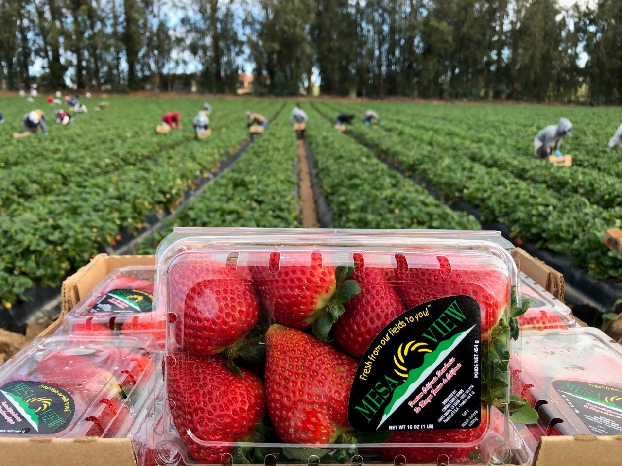 strawberries 2.jpg