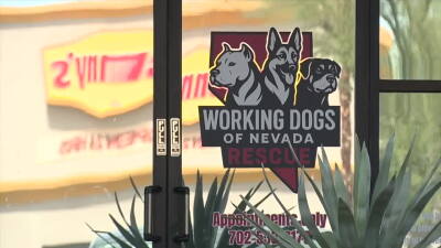 Suspect in animal cruelty case at dog training facility deported, other's case denied