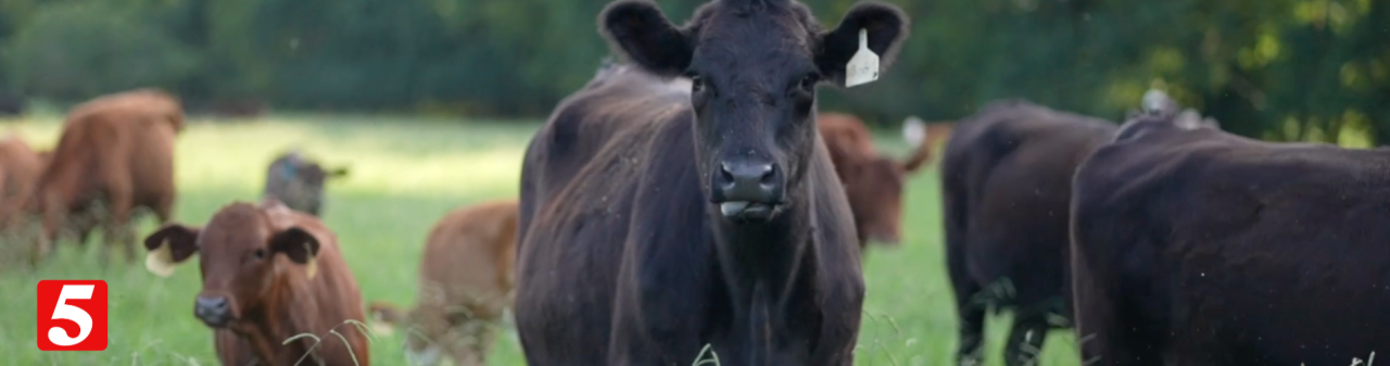 Cows in Wilson County farm