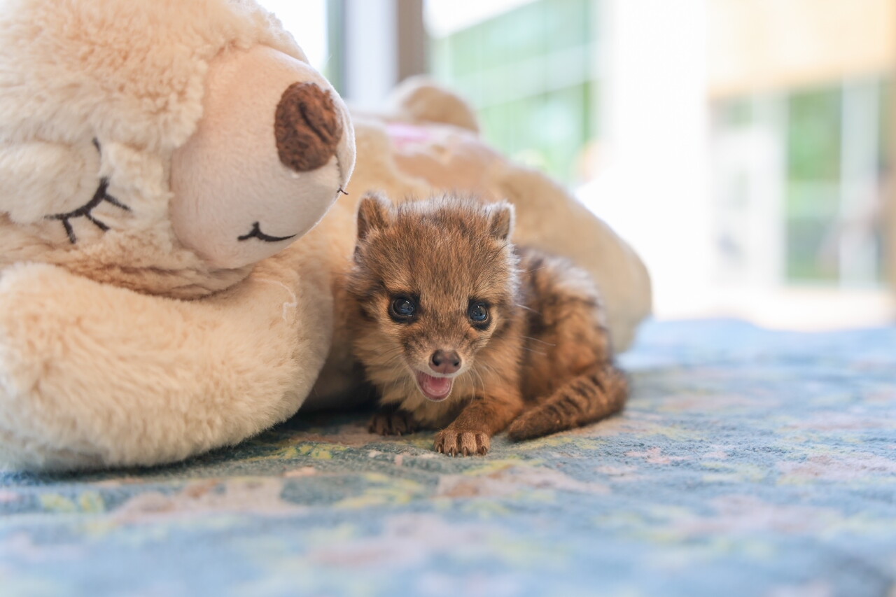 Baby fanaloka at Nashville Zoo