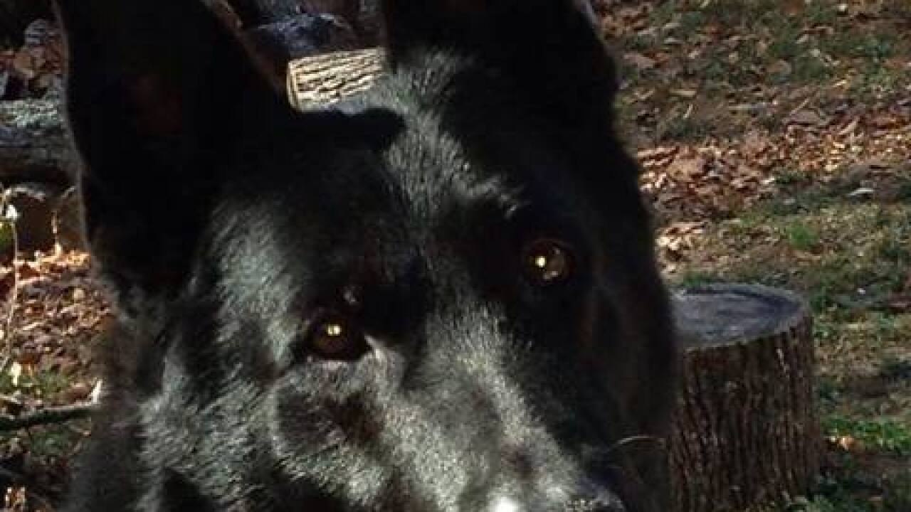 PHOTOS: Bloomington police K-9 Pongo dies