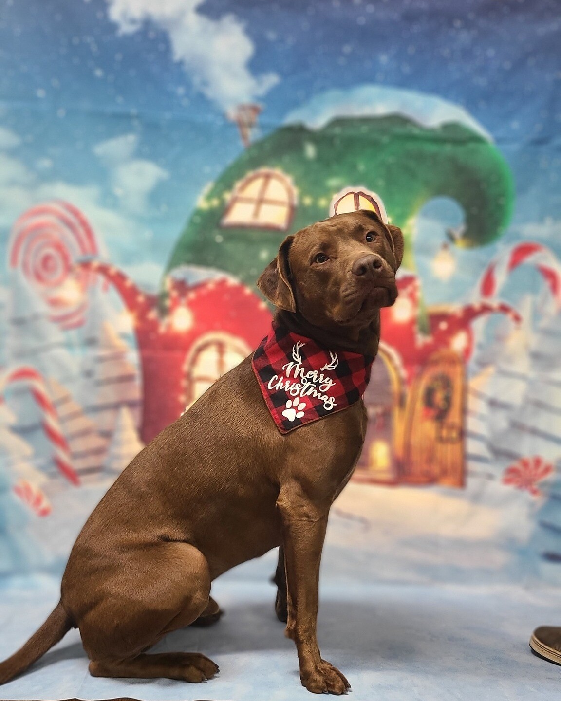 I am Groot at Christmas