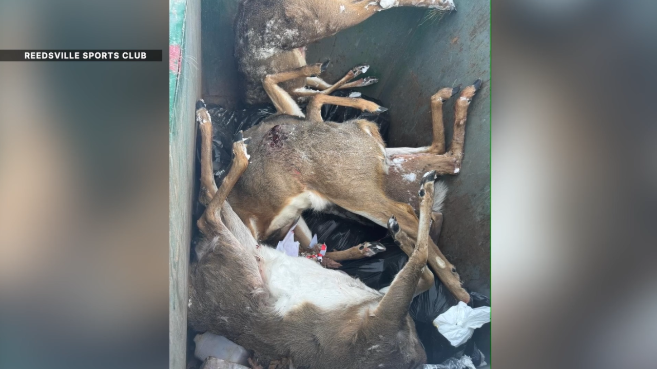 deer poaching