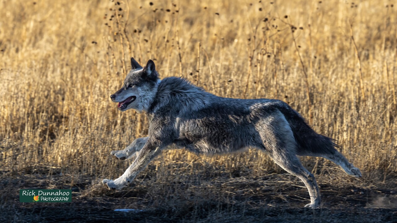 Rick Dunnahoo Photography_wolf in Monte Vista National Wildlife Refuge (use only in OG story**********)