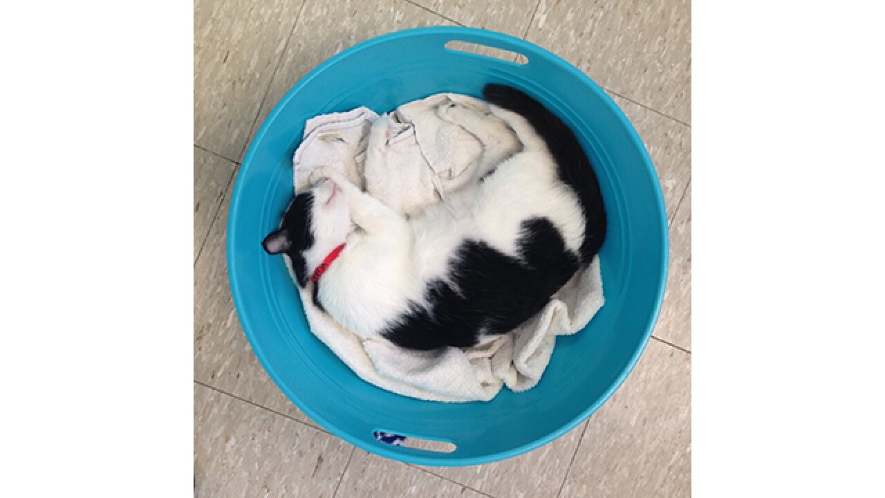 Clear the Shelters 2016