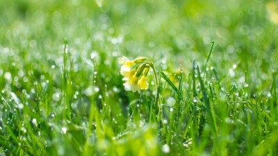 Spring rain drops