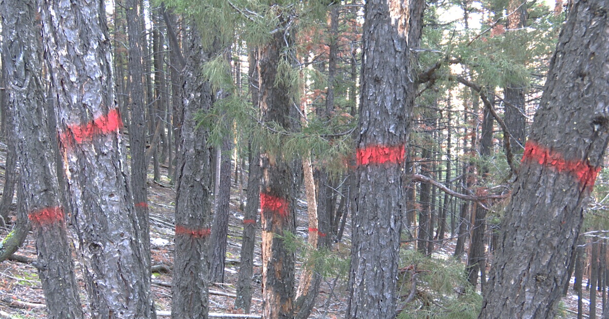 What Helena is doing about trees devastated by engraver beetles - Vimarsana News