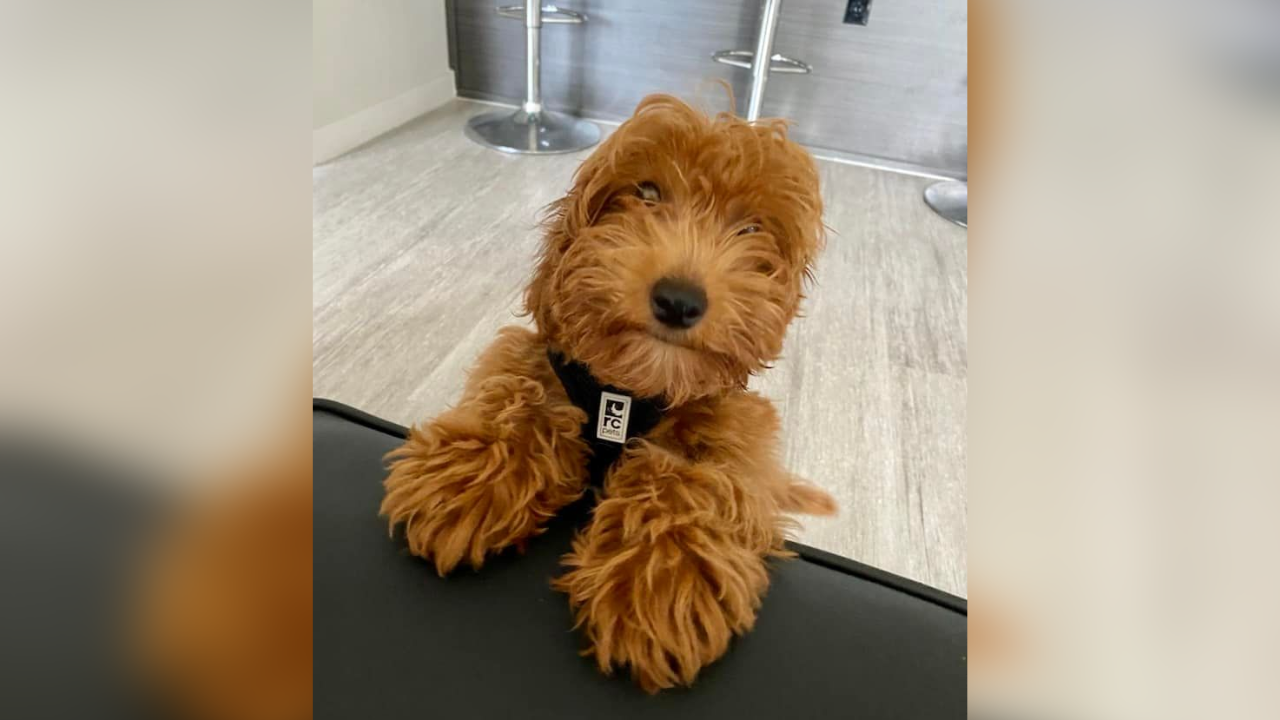 goldendoodle beaten to death Collier County Sheriff's Office.png