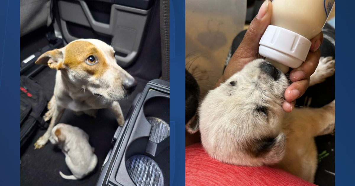 Dog and her puppies dumped on dark road in Wimauma - Vimarsana News