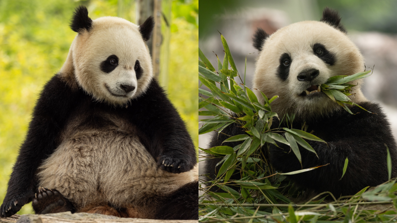 Giant pandas Bao Li (left) and Qing Bao (right) in China