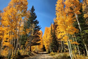 2020 aspens_Grand Mesa (photo by Stefan Pigorsch)