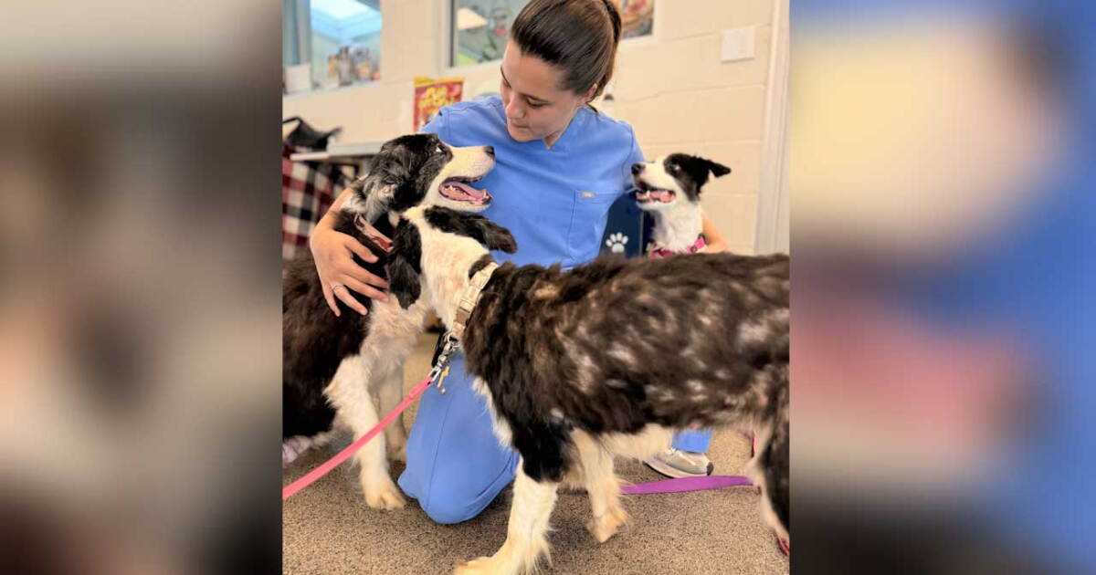 36 rescued border collies available for adoption Sept. 1 after Palm City hoarding investigation