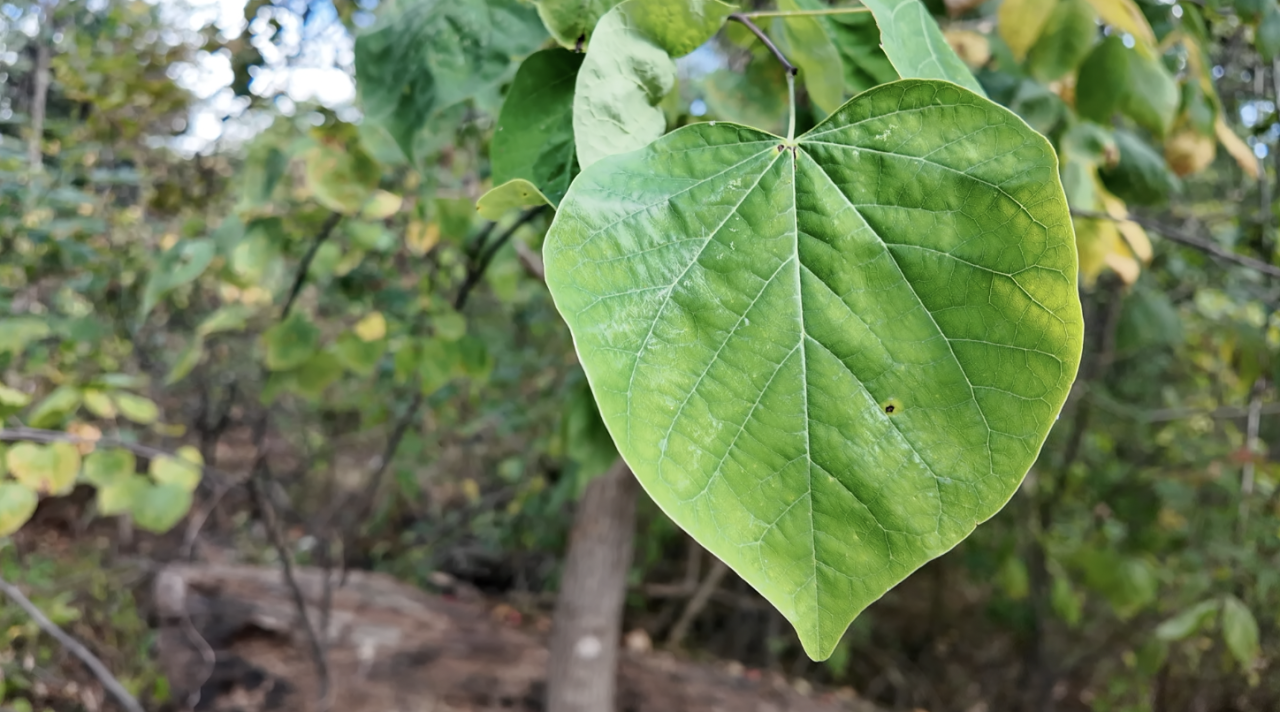 Screenshot 2025-10-03 at 5.40.53 PM.png