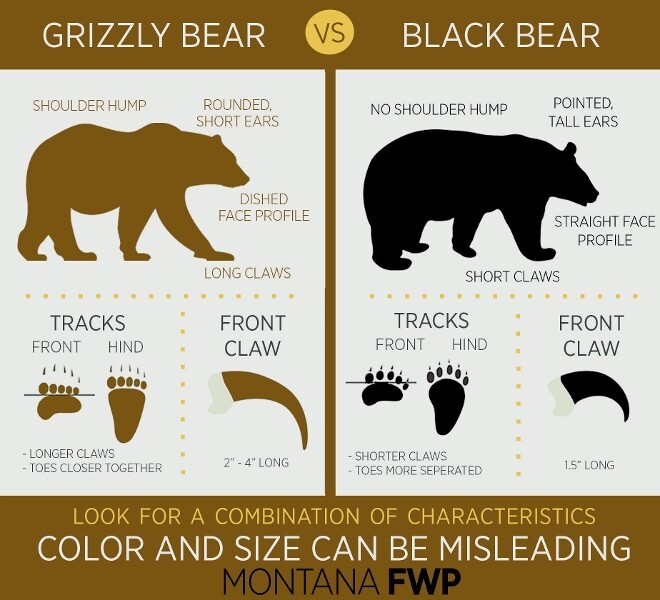 grizzly bear paw size