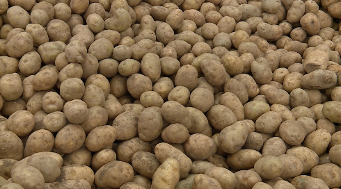 Shoppers are able to look through fresh produce to see what they would like to take home.