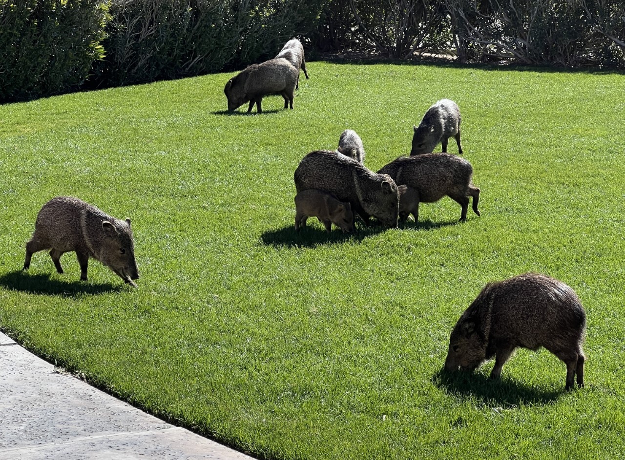 Large squadron of Javelina