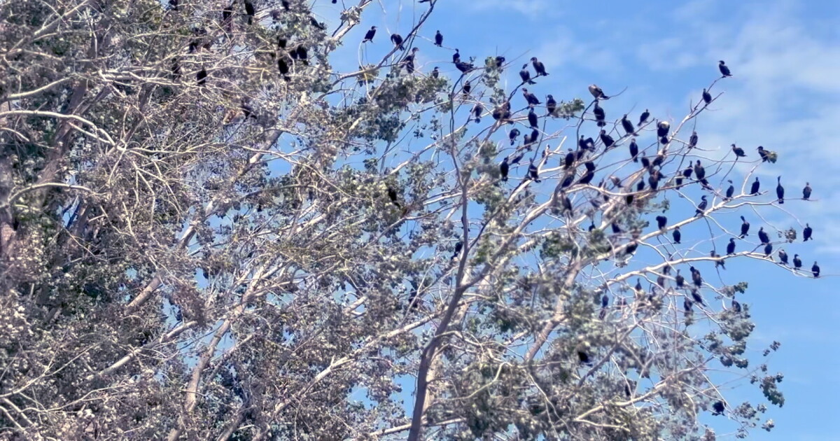 Federally protected cormorants foul Spring Lake marina, leaving neighbors with damage and few options