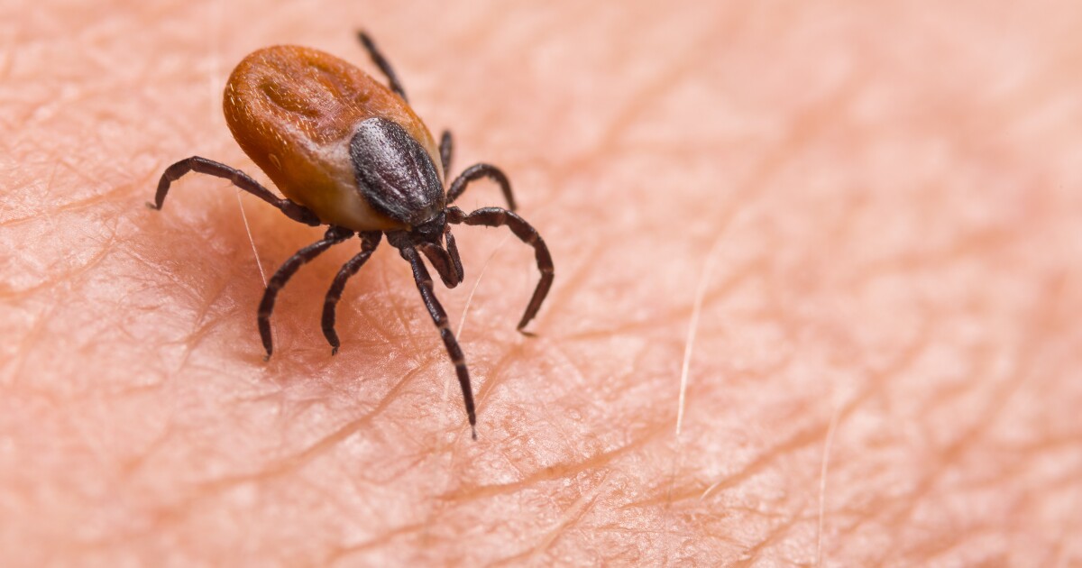 HHS rolls out multimillion-dollar plan to battle Lyme Disease nationwide