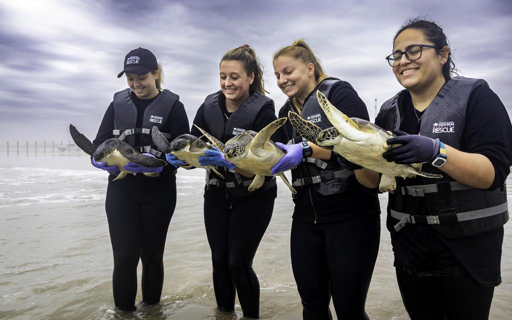 January 2024 Turtle Release