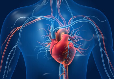 Illustration of a human heart with blood vessels