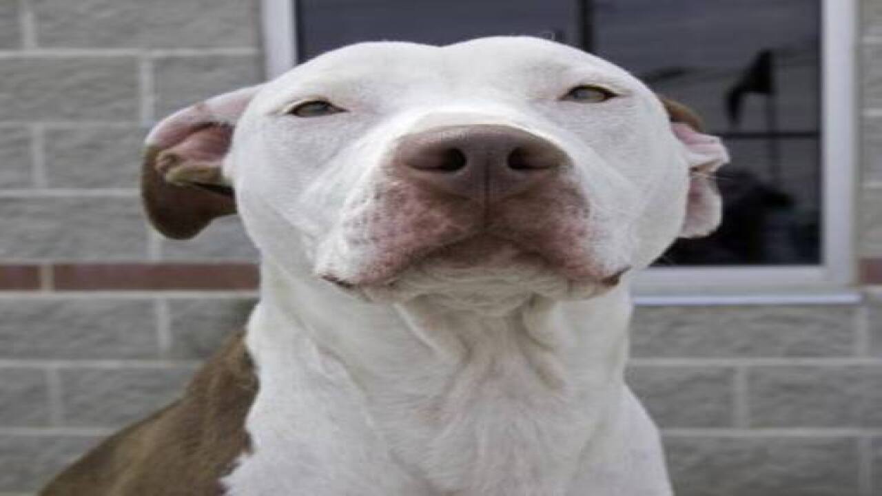 Shelter dogs in need of adoption at HSHC