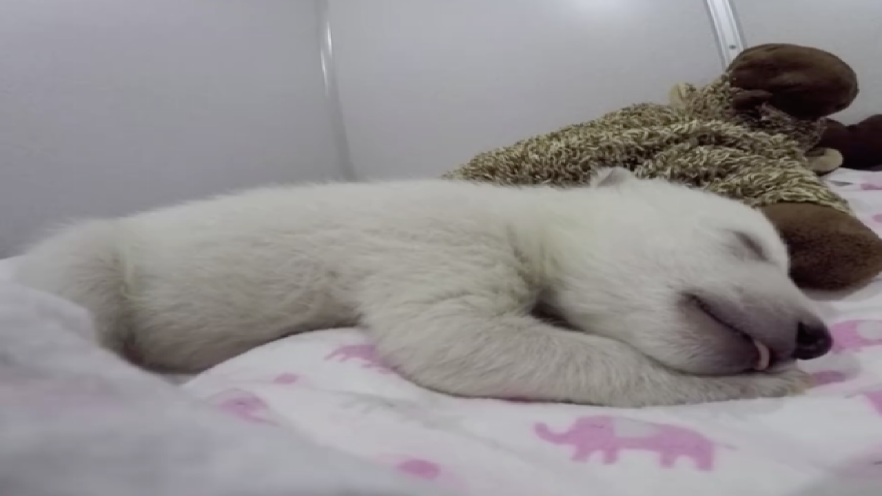 Cute Baby Polar Bear Wide Awake On Christmas Cute Baby Polar Bear Wide Awake On Christmas