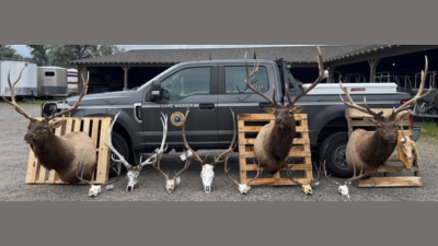 Six men plead guilty to poaching bull and elk