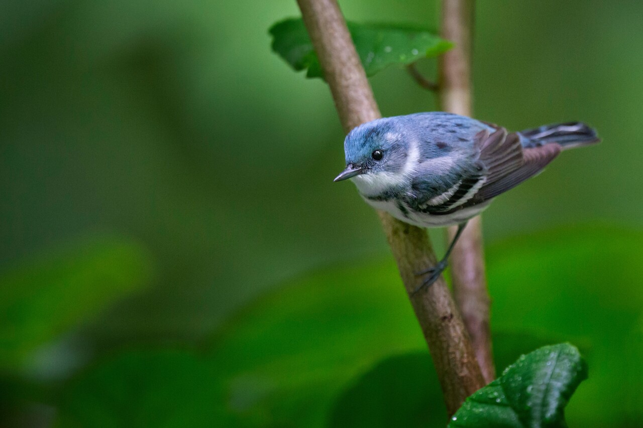 Curious Cerulean Warbler