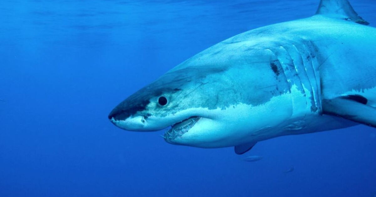 NorCal seashore searched for missing swimmer after report of a shark attack - Vimarsana News