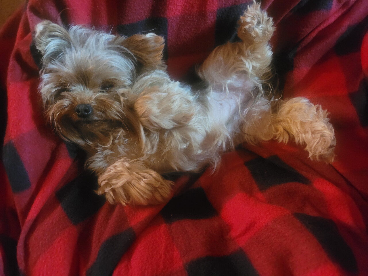 Lilly