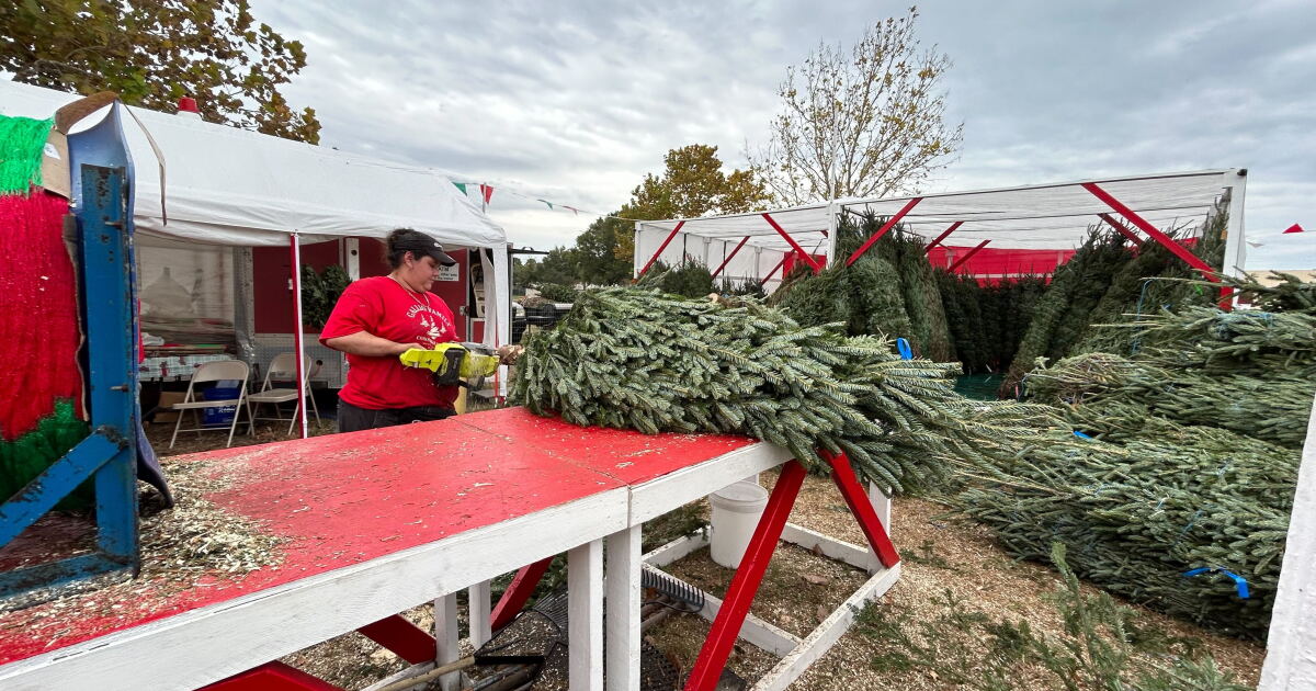 South Tampa business owner sees a rush of customers buying trees on Black Friday - Vimarsana News