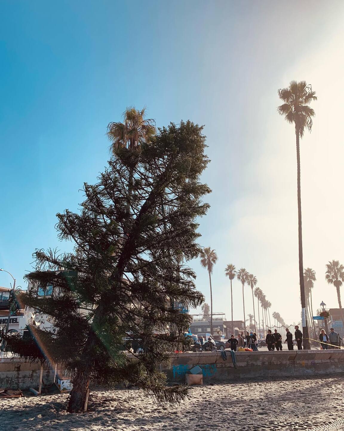 ocean beach crooked christmas tree 2021_1.jpeg