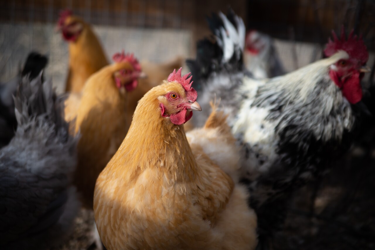 Colorado Chickens