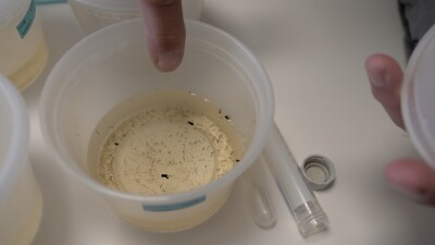 Mosquito larvae and egg rafts 