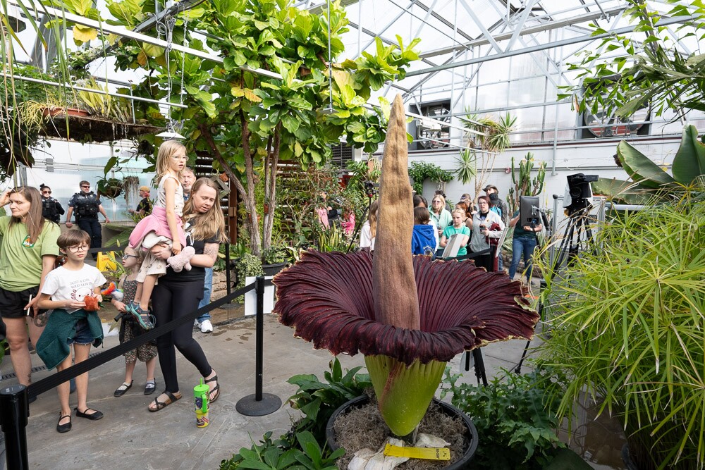 Corpse flower_Colorado State University