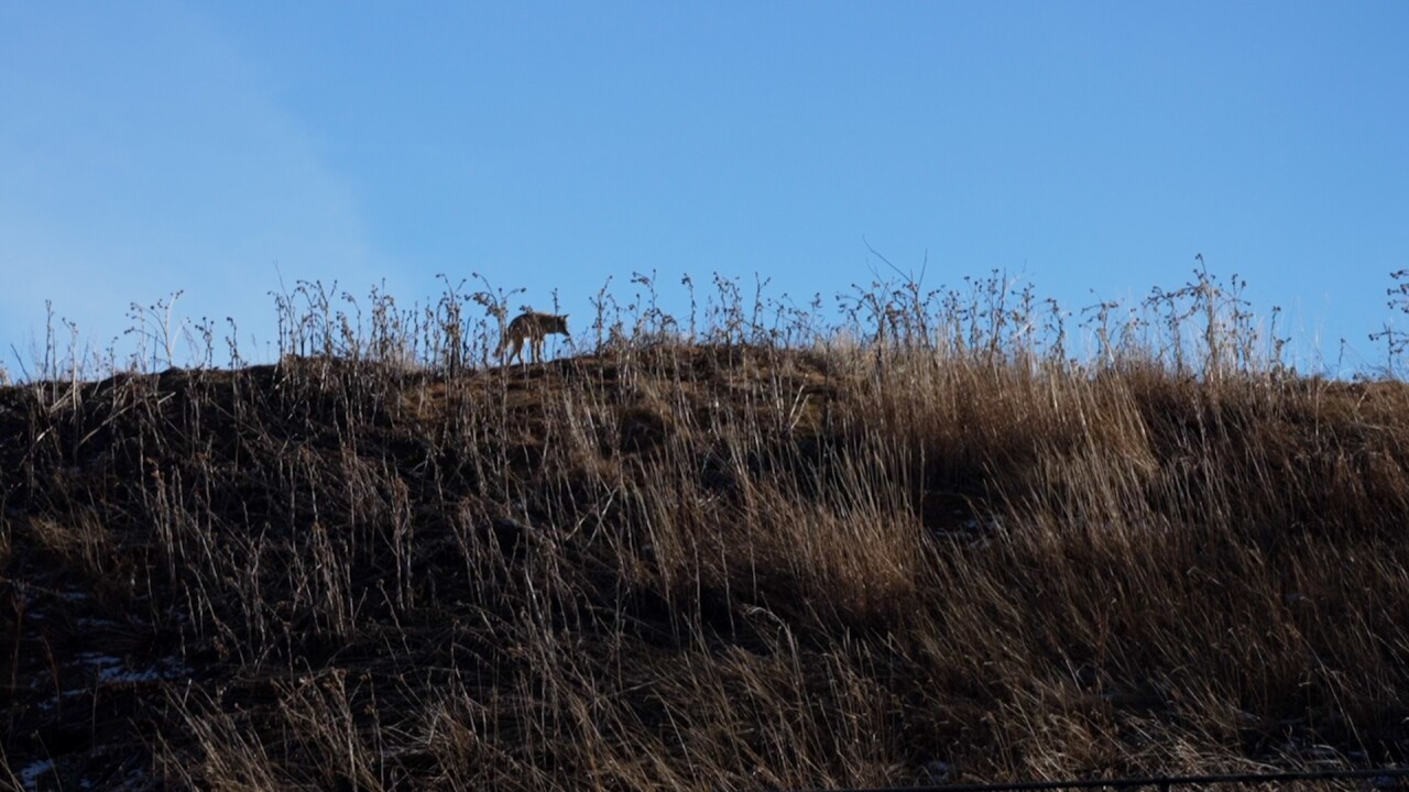 coyote sighting.jpg