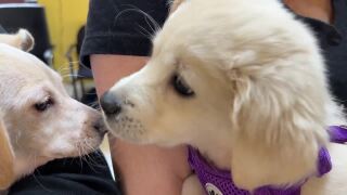 dogs at Tri County Animal Shelter in Boca Raton.jpg