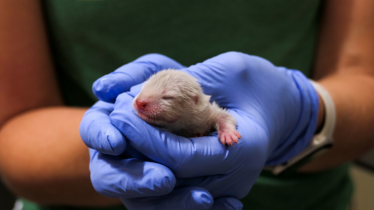 denver zoo otter pup.jpg