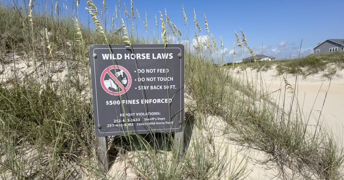 The personal responsibility of protecting the Outer Banks wild horses