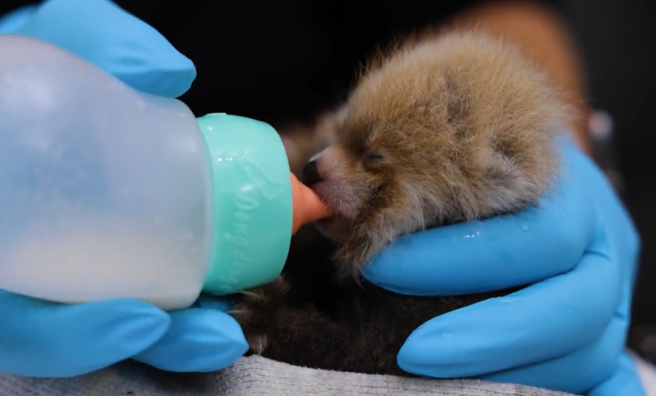 Bottle Feeding 2.png