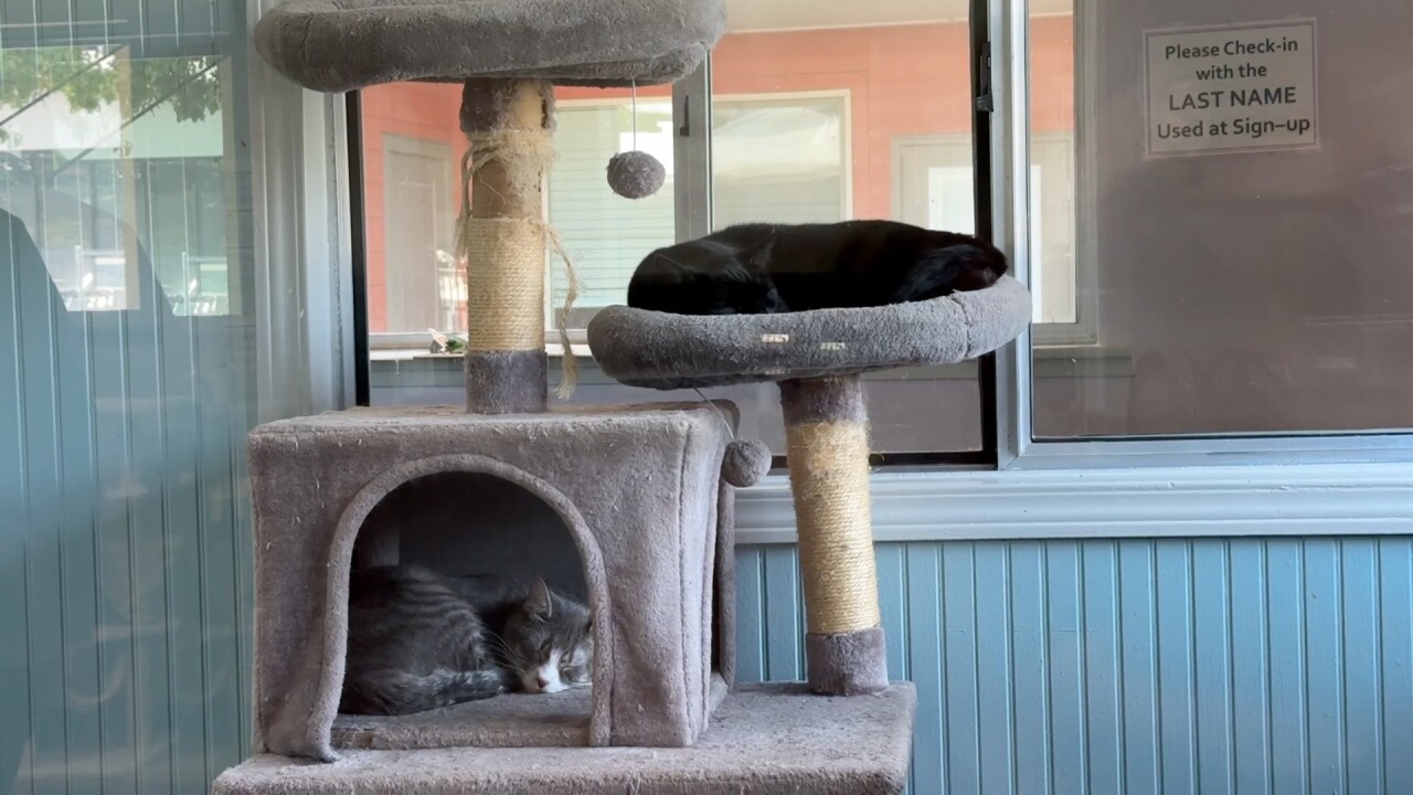 Pet Haven Cats